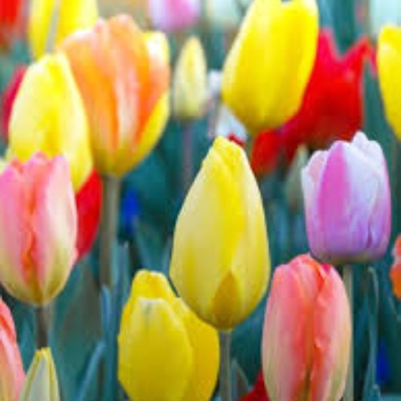 Meet your Posher, TulipSpring - Picture 1 of 1